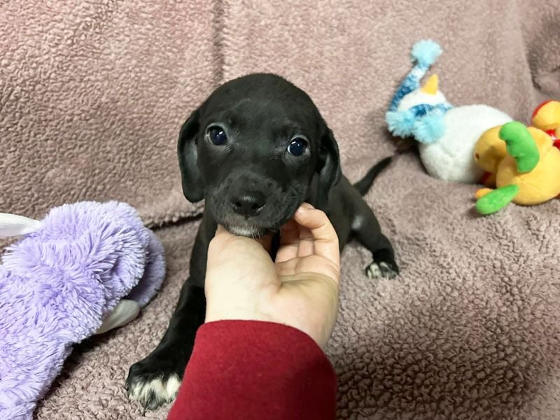 Welpe BETTI - spielen, knuddeln, lernen - schenkst du mir dein Herz und ein Zuhause?