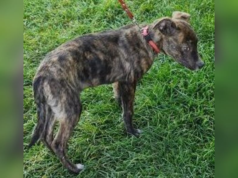 Welpe PIRIO - das neugierige Hundekind sucht ein hundeerfahrenes Zuhause