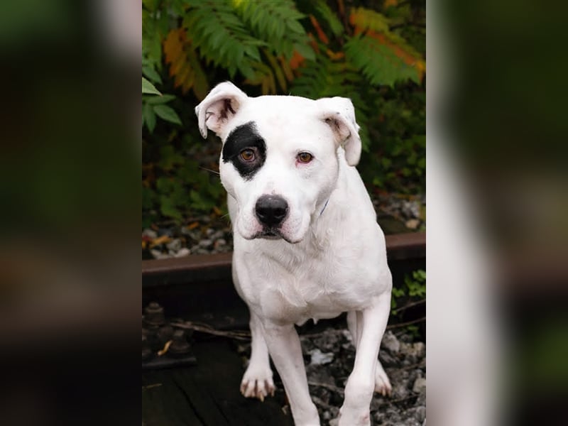 FLOYD - auch "Listenhunde" möchten ein Zuhause haben - hol mich bitte ab