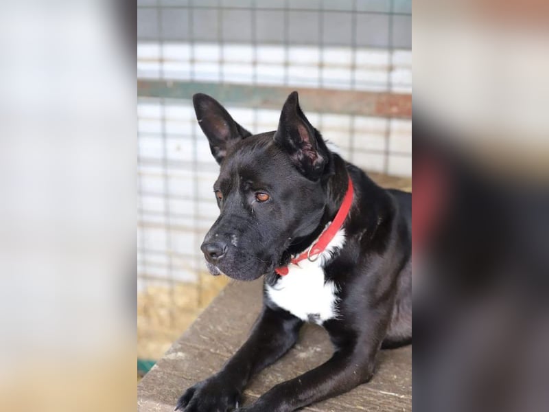 LAGHERTA - die hübsche Hündin ist verspielt + freundlich und sucht eine hundeerfahrene Familie