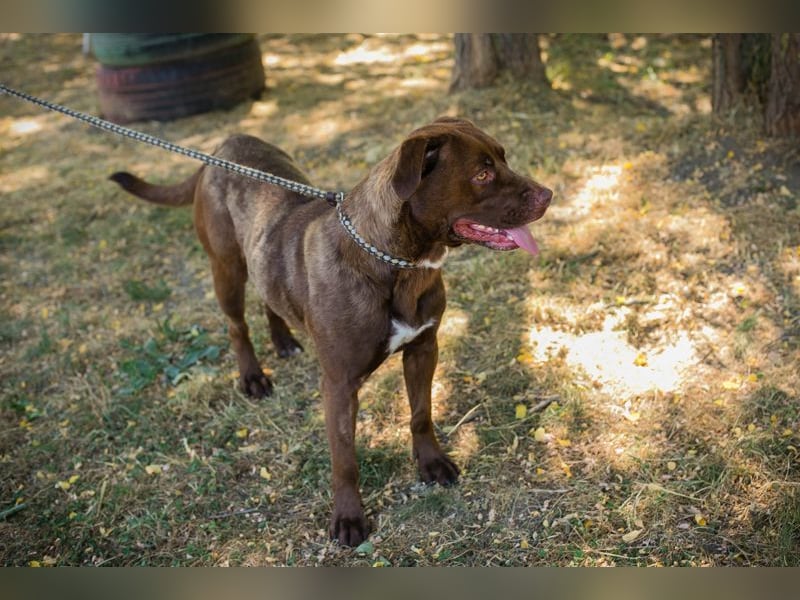 FLICKA - wer hat Hundeerfahrung und schenkt der hübschen Maus ein Für-Immer Zuhause?