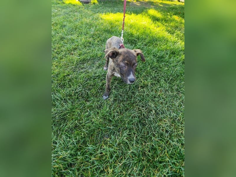 Welpe PIRIO - das neugierige Hundekind sucht ein hundeerfahrenes Zuhause