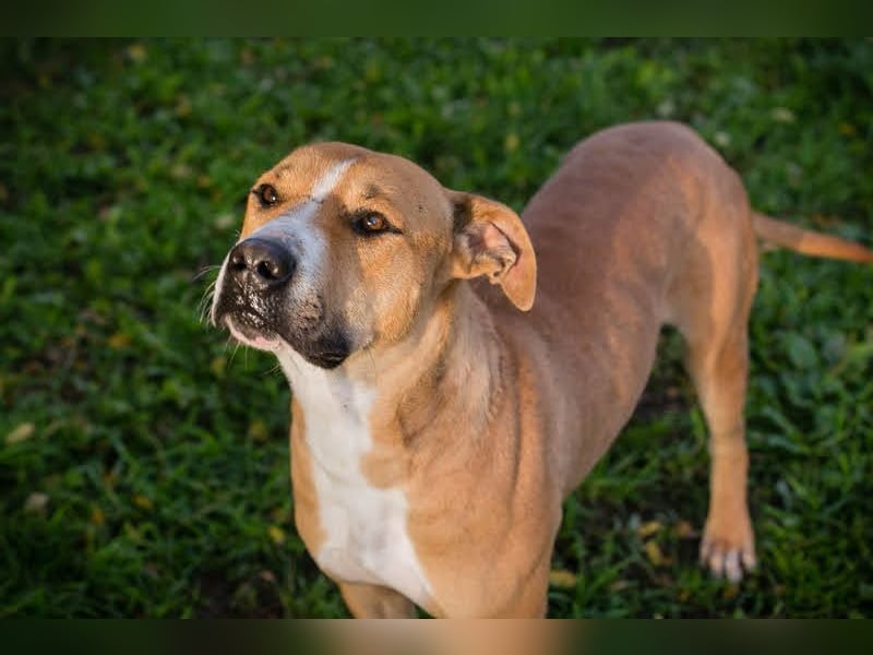 RATZ - der fröhliche, brave und freundliche Rüde ist der perfekte Familienhund