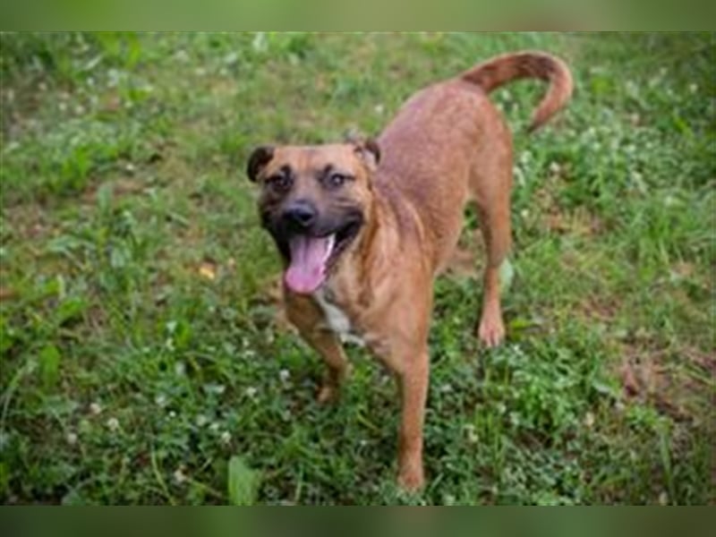 DRAGO - der freundliche, fröhliche und aktive Rüde verträgt sich super mit anderen Hunden