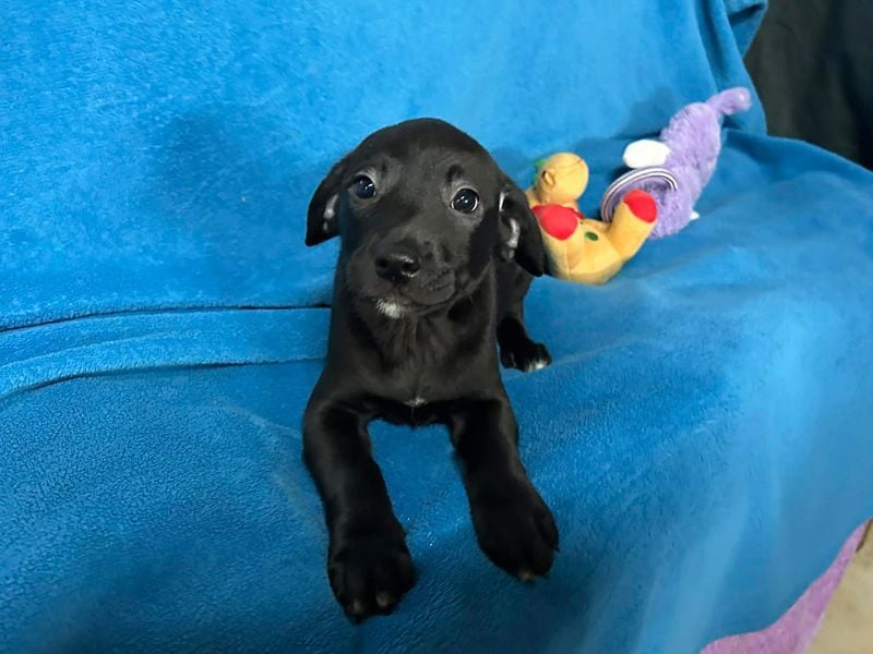 Welpe FRANZL - wenn ich groß bin möchte ich ein richtiger Familienhund sein!