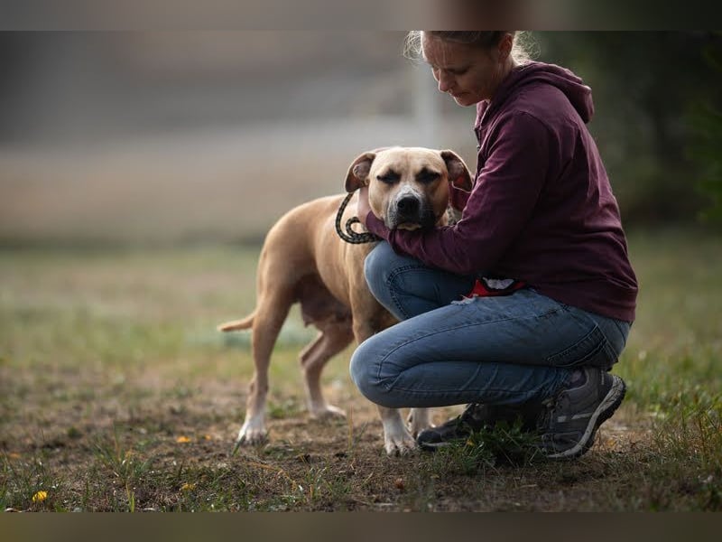 FRONI - die hübsche Maus sucht ein hundeerfahrenes, liebevolles Zuhause!