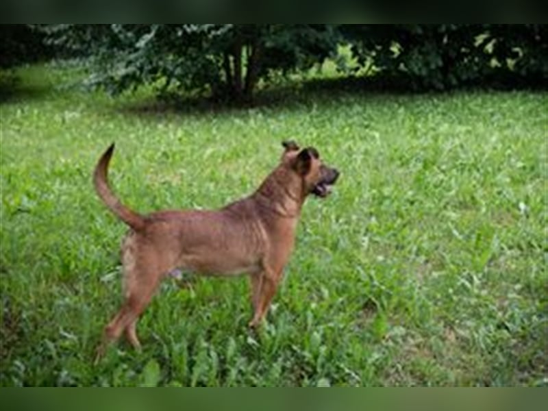 DRAGO - der freundliche, fröhliche und aktive Rüde verträgt sich super mit anderen Hunden