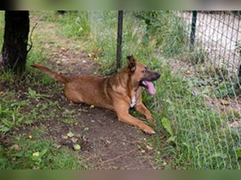 DRAGO - der freundliche, fröhliche und aktive Rüde verträgt sich super mit anderen Hunden