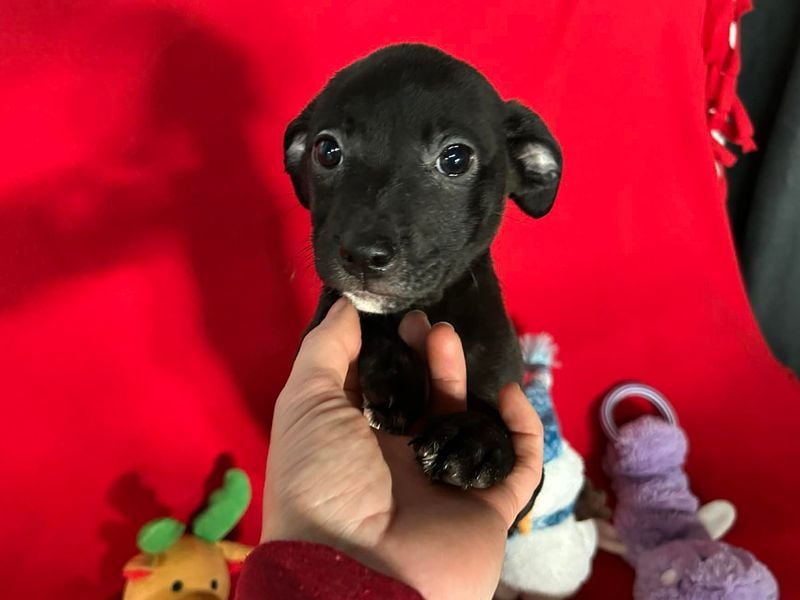 Welpe TRUDI - wer schenkt der kleinen Maus ein tolles Für-Immer Zuhause?