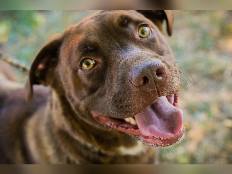 FLICKA - wer hat Hundeerfahrung und schenkt der hübschen Maus ein Für-Immer Zuhause?