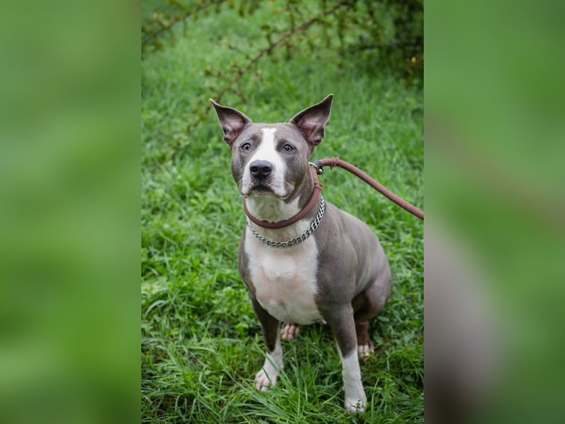 SMOKEY  - wer schenkt mir sein Herz und ein Zuhause?