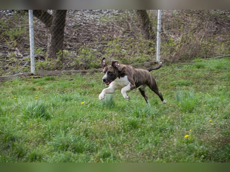 JERRY - der freundliche Rüde sucht aktive, sportliche Menschen und braucht ordentlich Beschäftigung