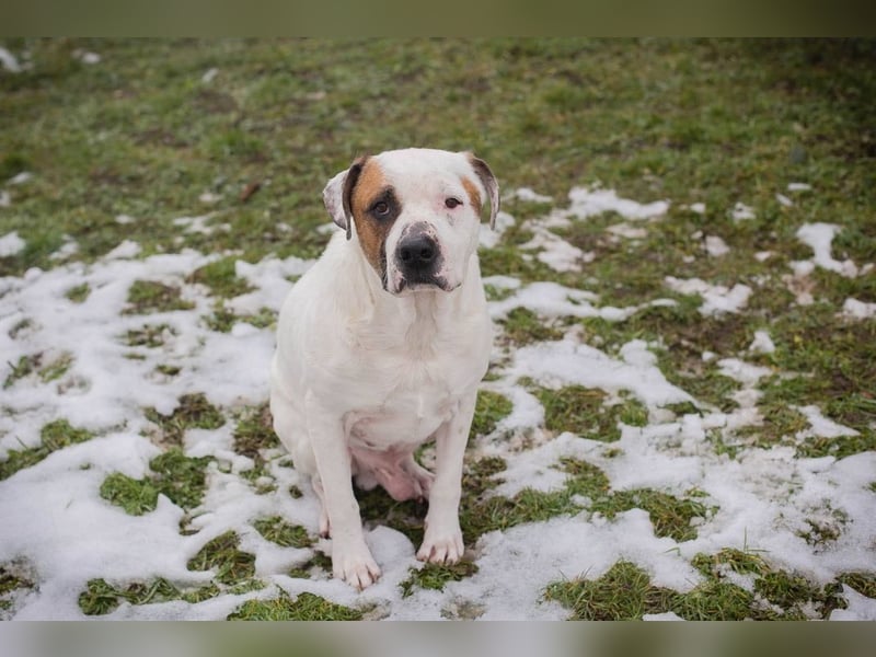 GUSTAV - der liebe Rüde sucht ein ruhigeres Zuhause bei einfühlsamen Menschen
