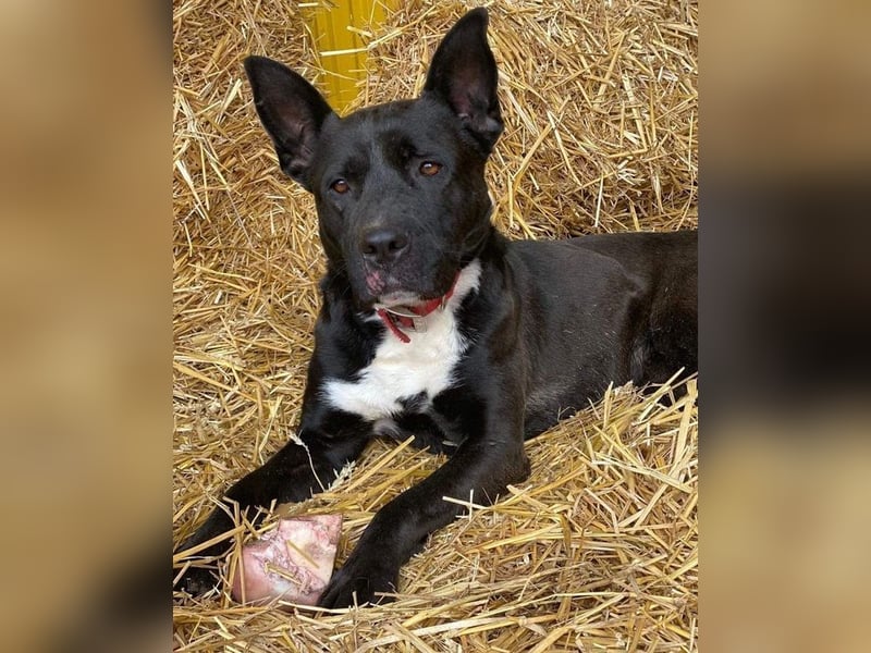 LAGHERTA - die hübsche Hündin ist verspielt + freundlich und sucht eine hundeerfahrene Familie