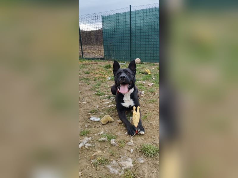 LAGHERTA - die hübsche Hündin ist verspielt + freundlich und sucht eine hundeerfahrene Familie