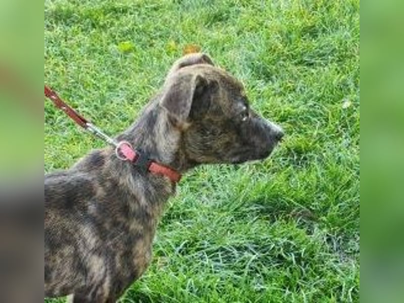 Welpe PIRIO - das neugierige Hundekind sucht ein hundeerfahrenes Zuhause