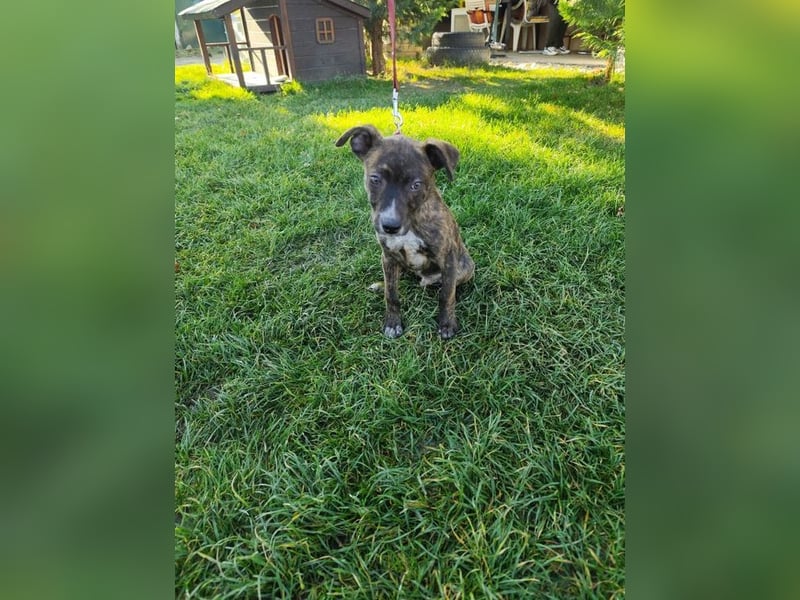 Welpe PIRIO - das neugierige Hundekind sucht ein hundeerfahrenes Zuhause