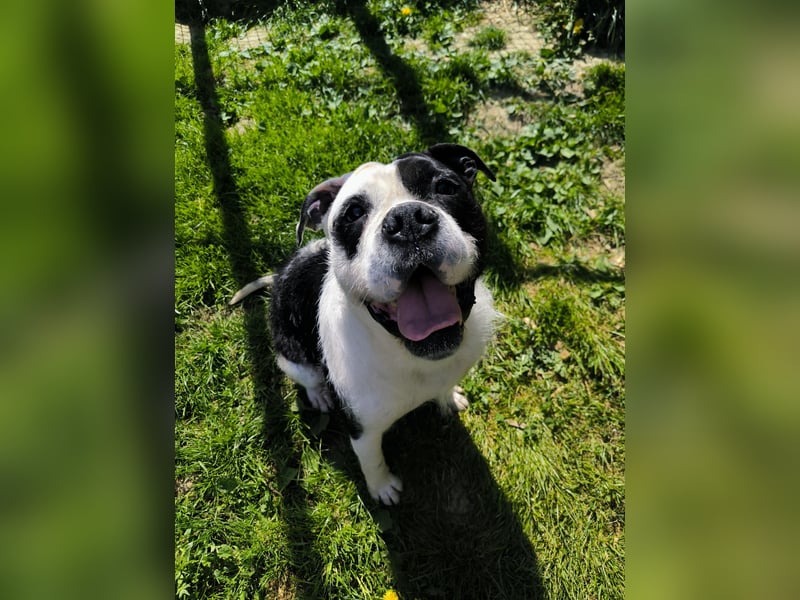 Thor sucht ein neues Zuhause