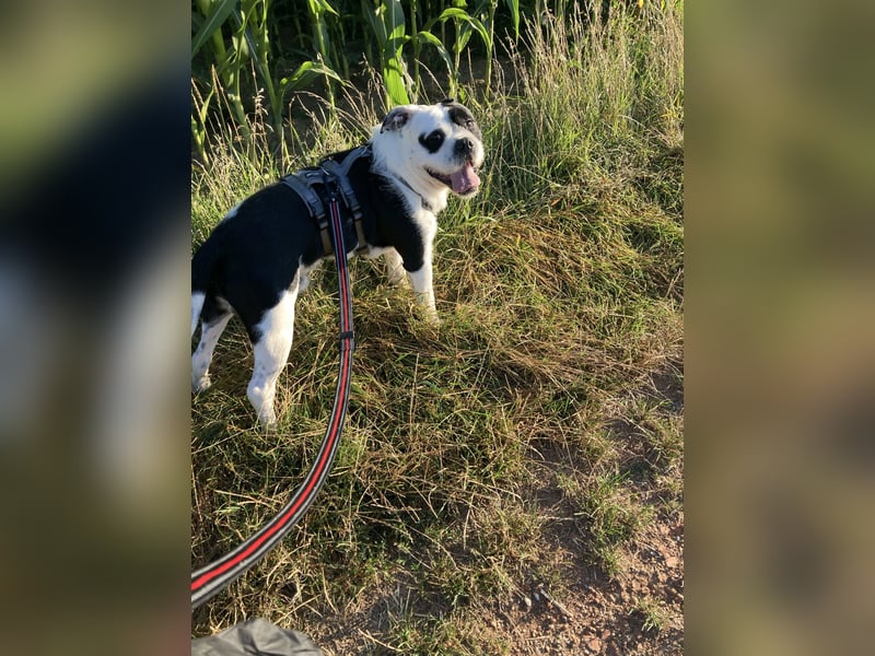 Thor sucht ein neues Zuhause