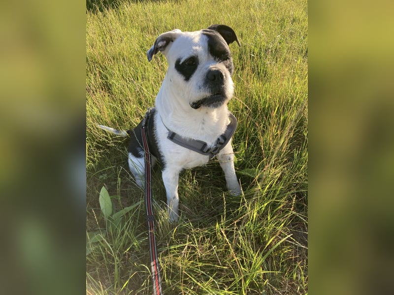 Thor sucht ein neues Zuhause