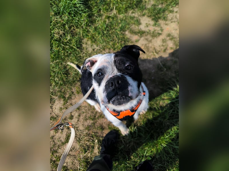 Thor sucht ein neues Zuhause