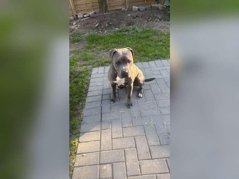 American Staffordshire Terrier Blue Line – Safkan – Deckrüde