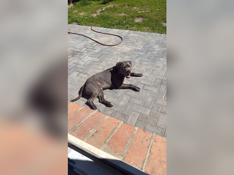 American Staffordshire Terrier Blue Line – Safkan – Deckrüde