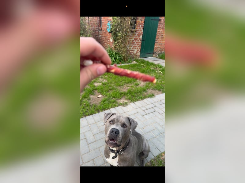 American Staffordshire Terrier Blue Line – Safkan – Deckrüde