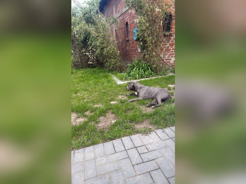 American Staffordshire Terrier Blue Line – Safkan – Deckrüde