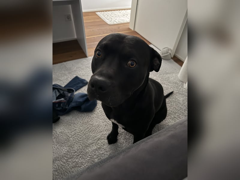 Suche ein weibchen zum decken