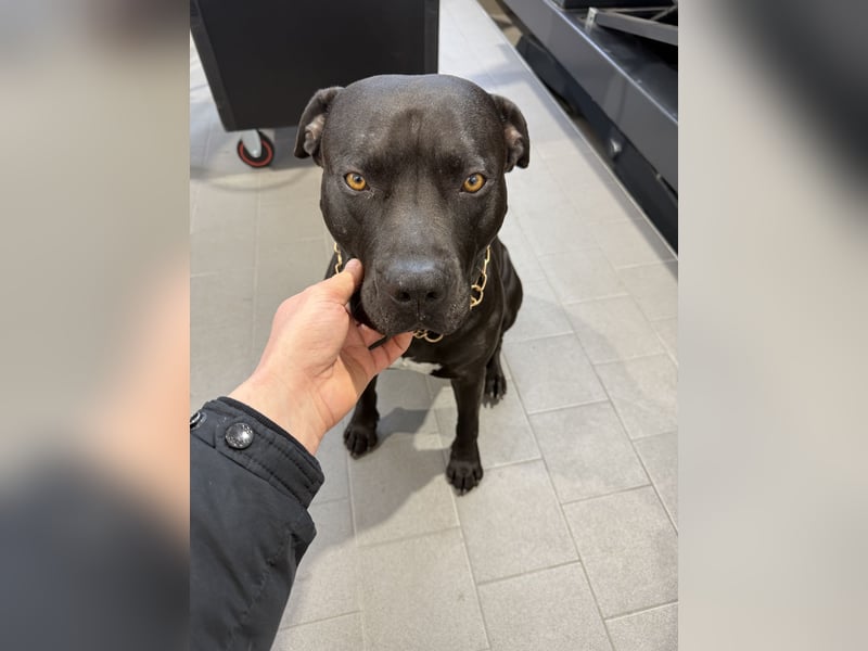 Suche ein weibchen zum decken