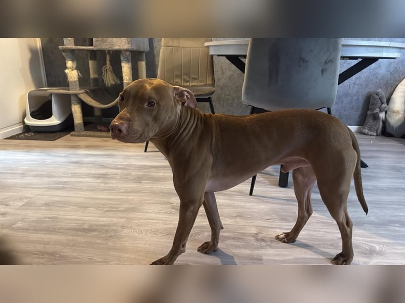 American Stafford Terrier / Red Nose ?
