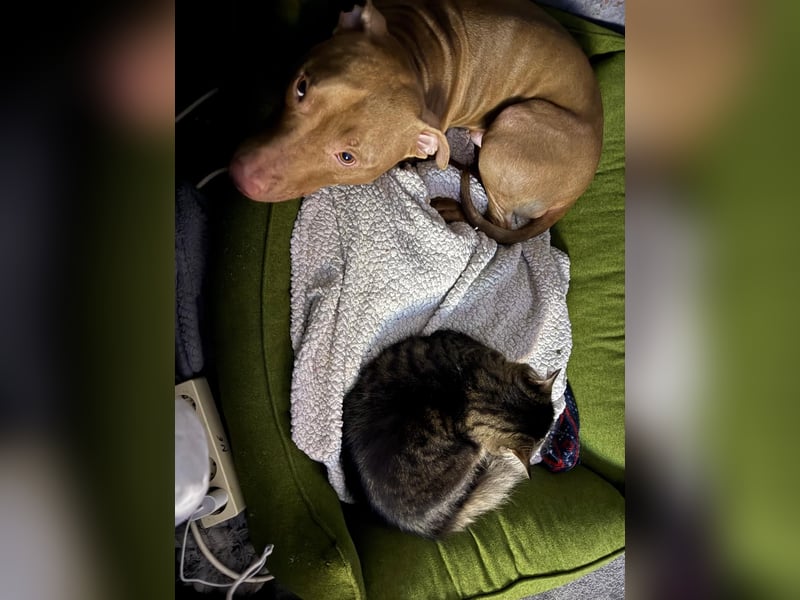 American Stafford Terrier / Red Nose ?