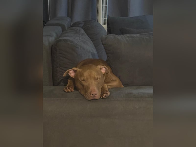 American Stafford Terrier / Red Nose ?