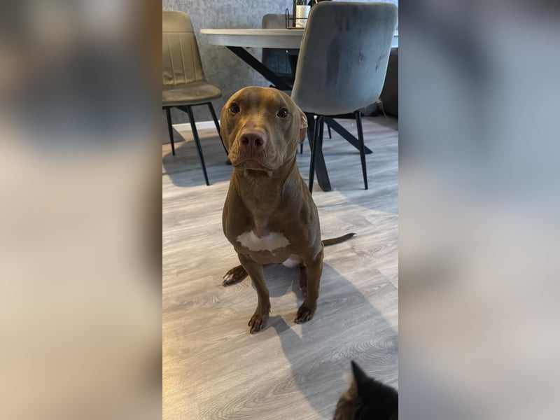 American Stafford Terrier / Red Nose ?