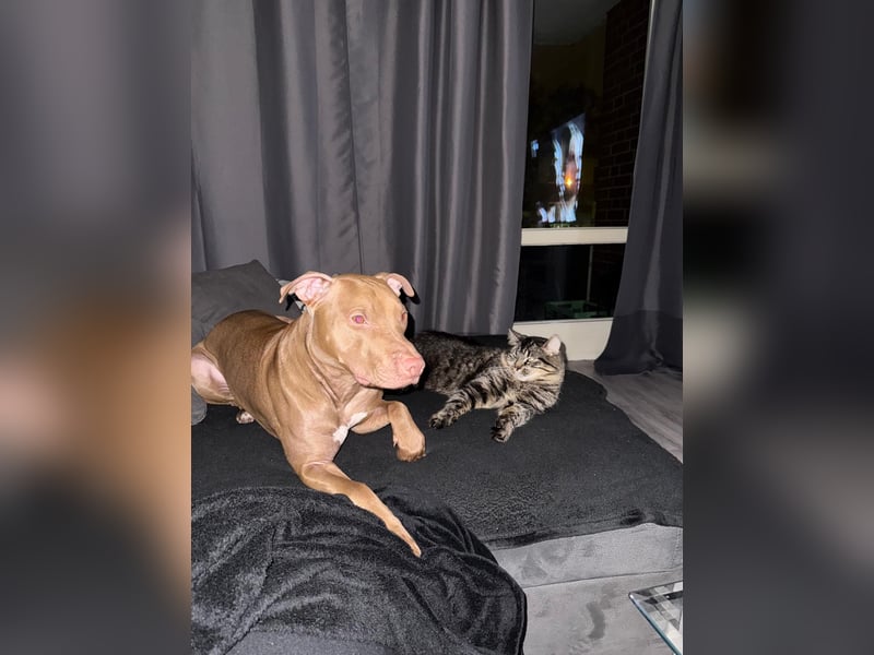 American Stafford Terrier / Red Nose ?