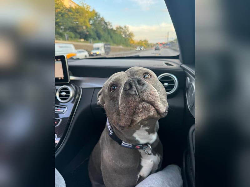 Typ voller, 6 Jahre jünger Rüde!