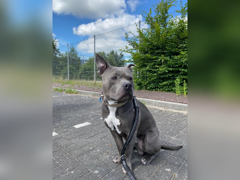 Typ voller, 6 Jahre jünger Rüde!