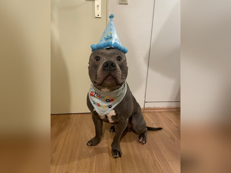 Typ voller, 6 Jahre jünger Rüde!