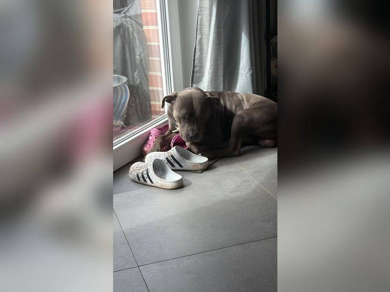 American Staffordshire Terrier „Ace“ sucht neues Zuhause