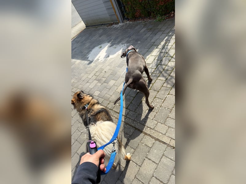 American Staffordshire Terrier „Ace“ sucht neues Zuhause