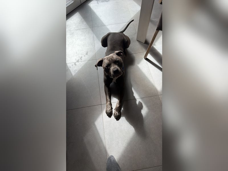 Ace sucht ein neues Zuhause
