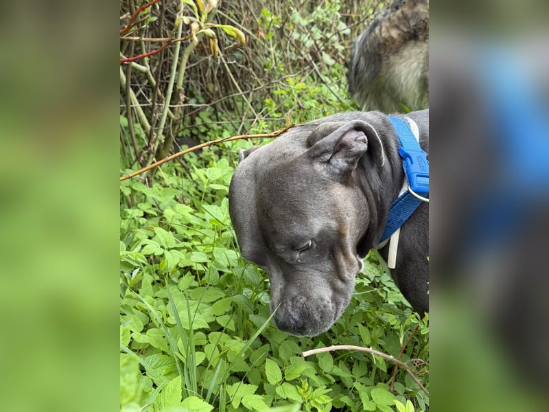 Ace sucht ein neues Zuhause