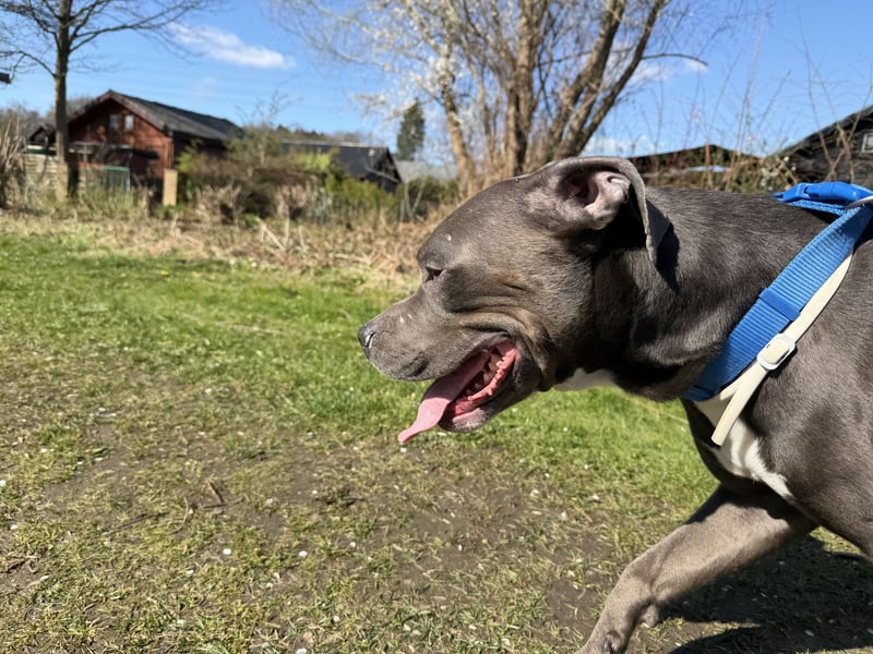 American Staffordshire Terrier „Ace“ sucht neues Zuhause