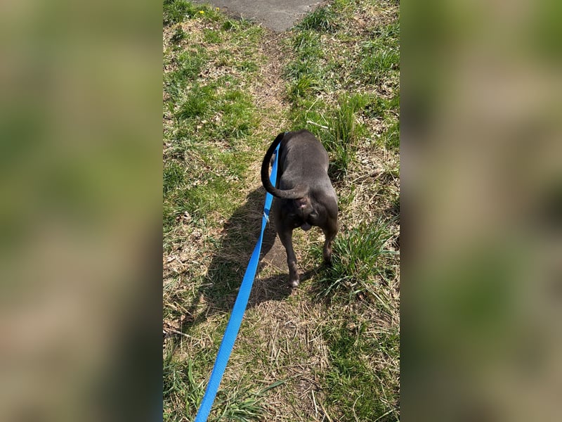 American Staffordshire Terrier „Ace“ sucht neues Zuhause