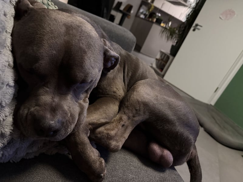 American Staffordshire Terrier „Ace“ sucht neues Zuhause