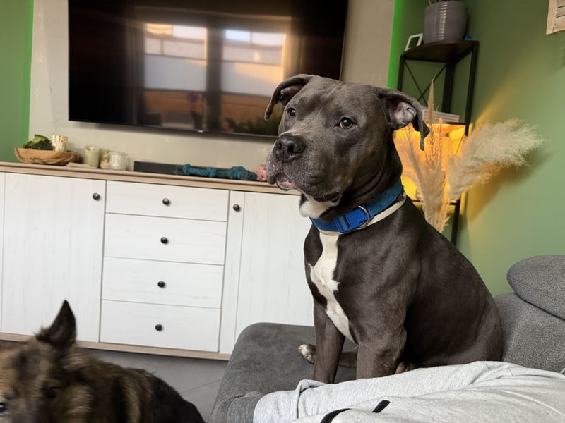 Ace sucht ein neues Zuhause