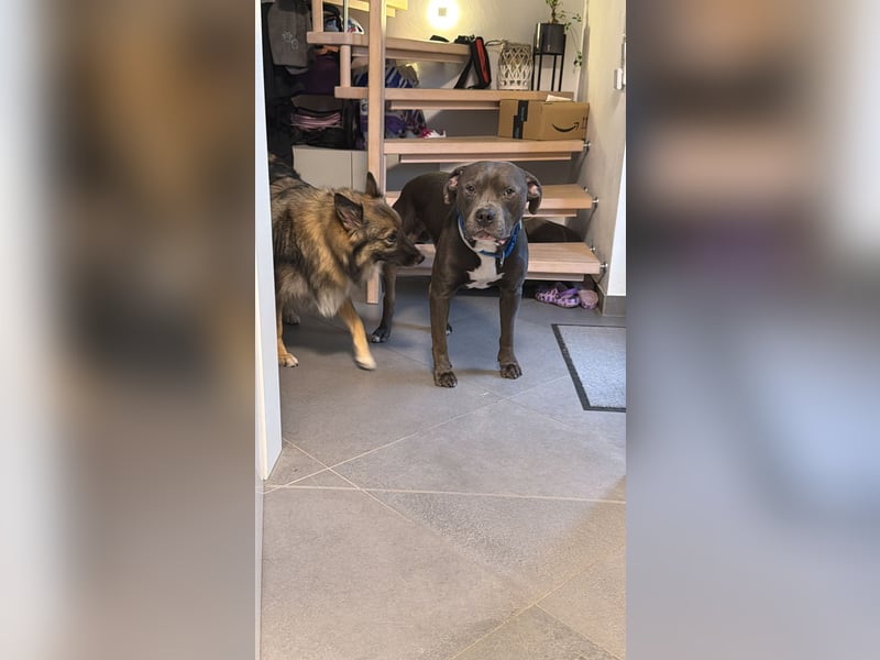 Ace sucht ein neues Zuhause