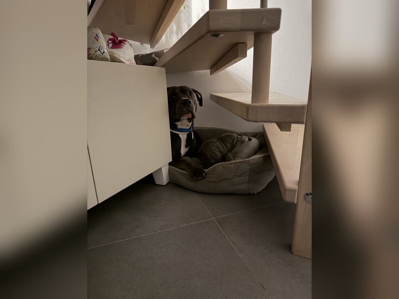 American Staffordshire Terrier „Ace“ sucht neues Zuhause