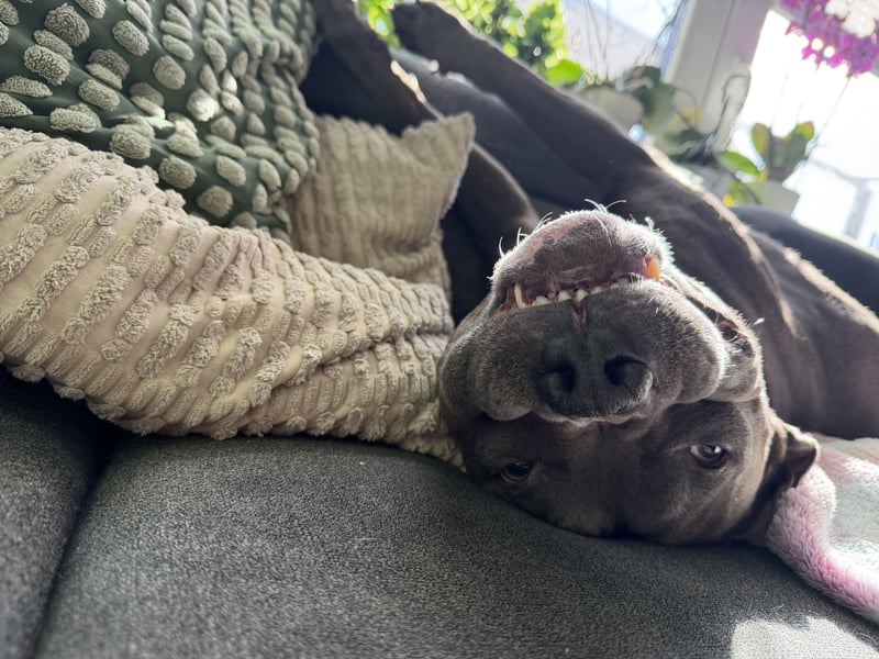 Ace sucht ein neues Zuhause